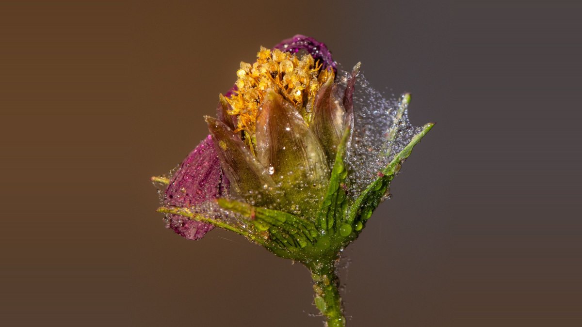 Fleur couverte de gouttes d’eau